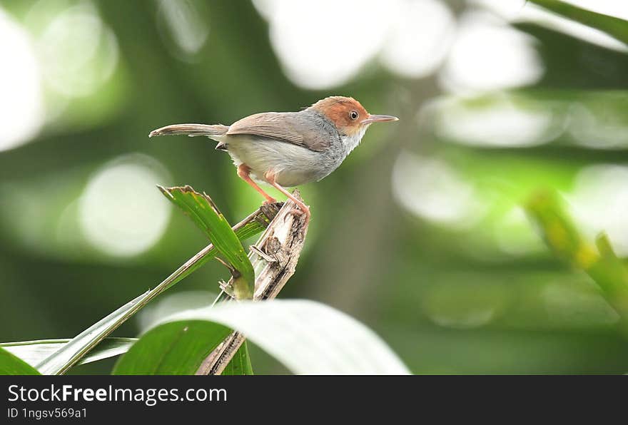 Ashy tailorbird. Orthotomus ruficeps. Viet Nam Bird