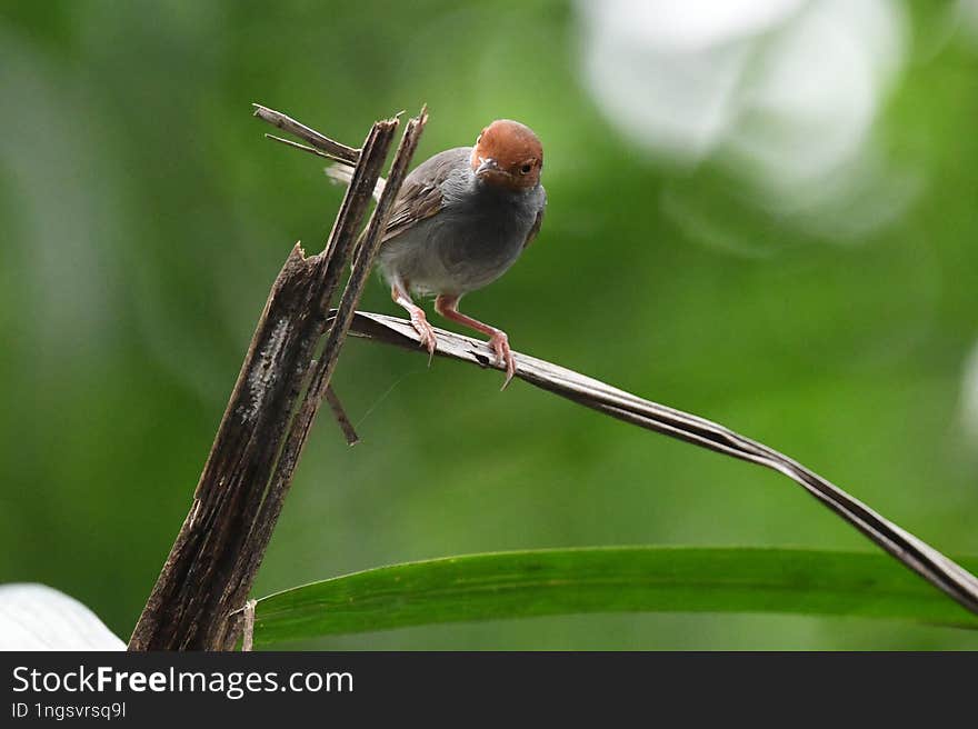 Ashy tailorbird. Orthotomus ruficeps. Viet Nam Bird