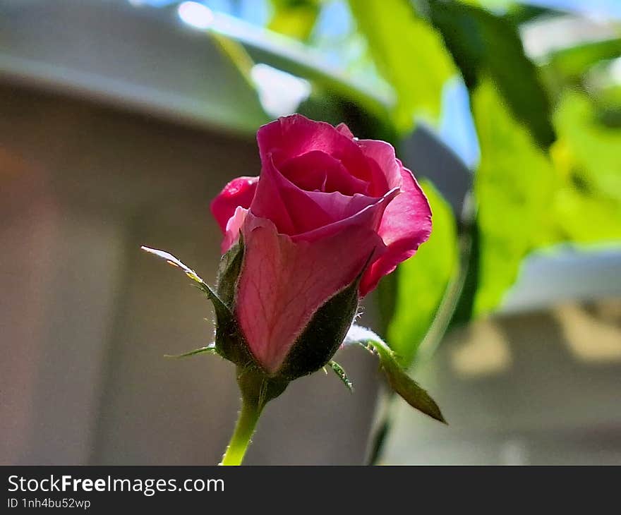 Close up of red roses in the garden.