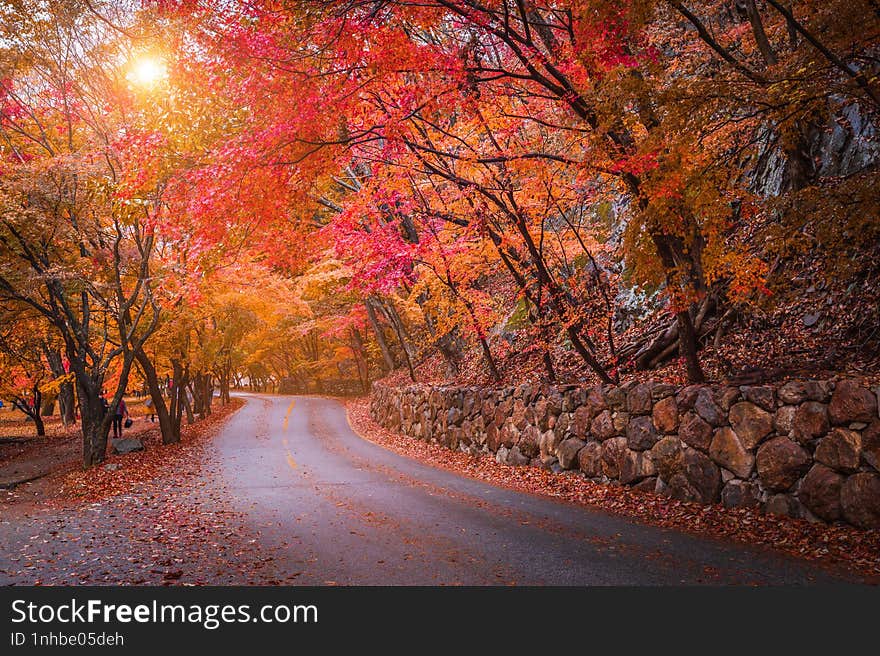 Autumn in Korea, Colorful autumn with beautiful maple leaf at Naejangsan national park, South Korea