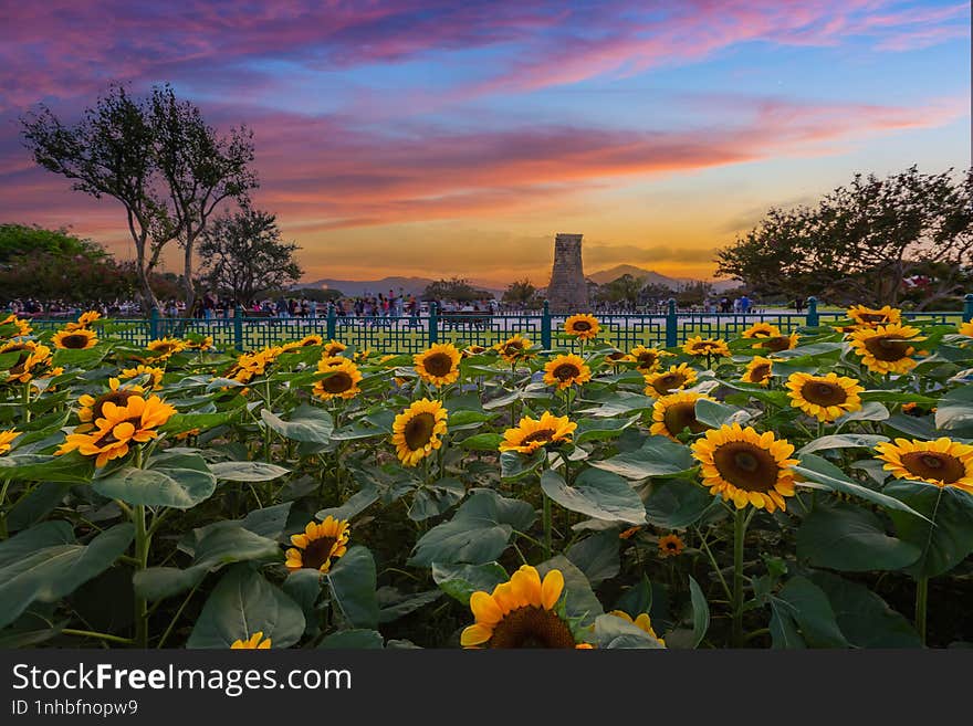 Sunflower At Sunset Near Cheomseongdae In Gyeongju, Gyeongsangbuk-do, South Korea