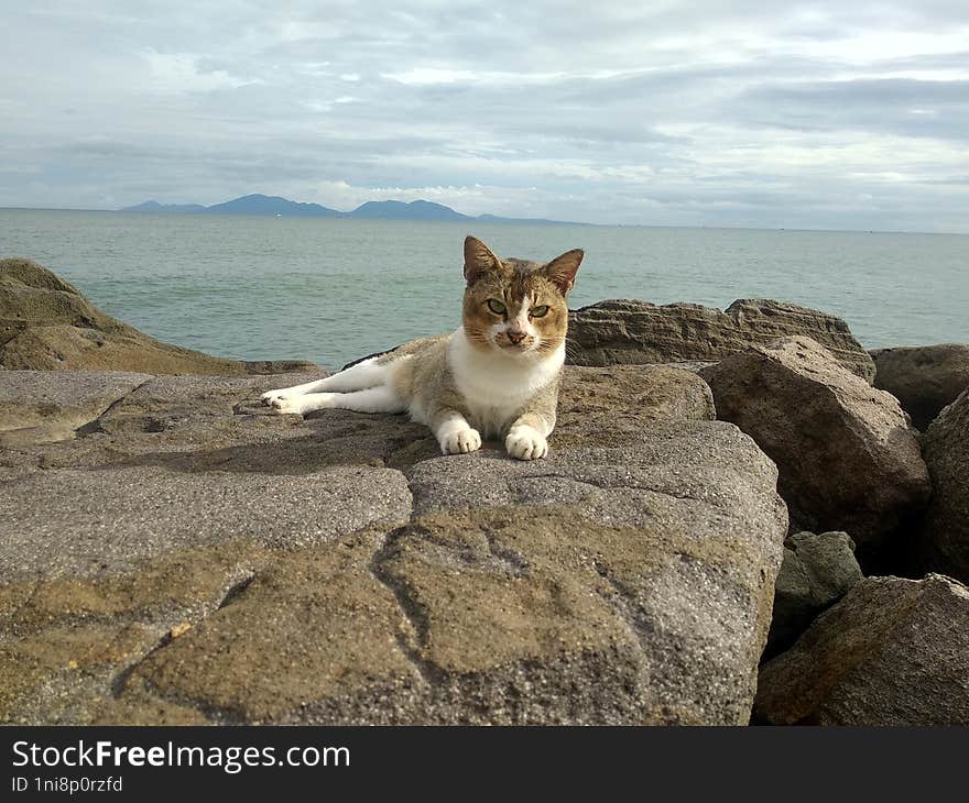 Bold cat relaxing on the rocky beach