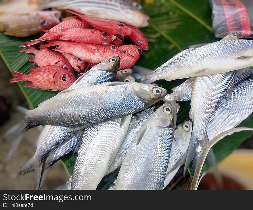 Beautiful Fresh Fish On The Street Market