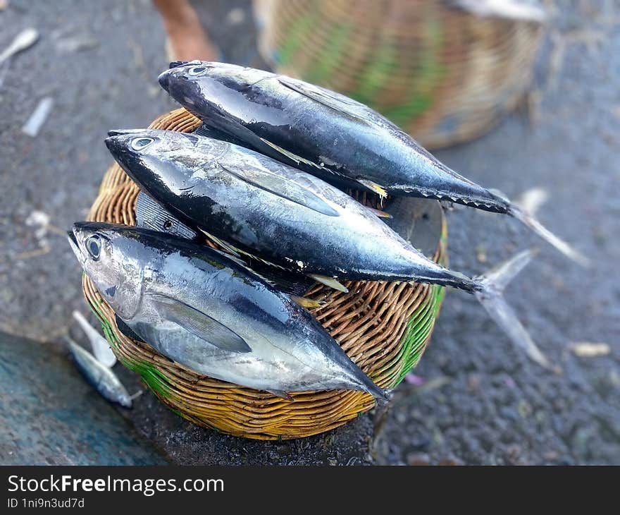 Fresh Mackerel Tuna Sold On The Street Market