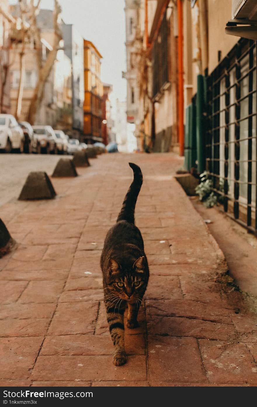 A cat walks down the street of Istanbul