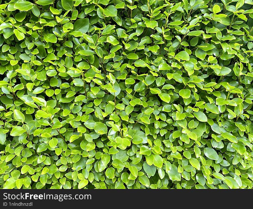 Green Leaves For The Background.