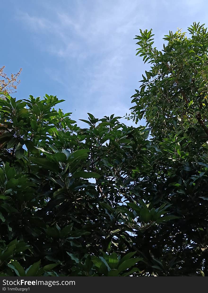 A mango leaves and beautiful blue sky as a background