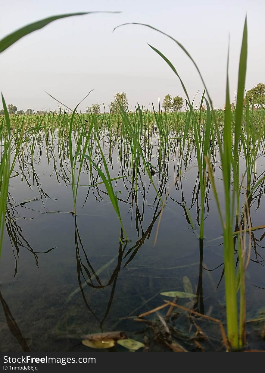 Rice farming in punjab india