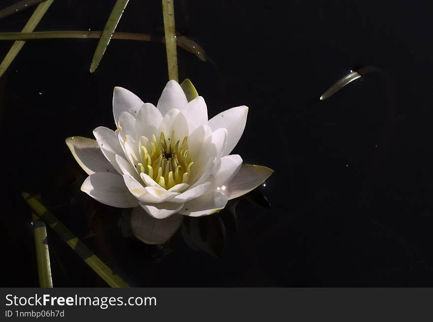 White water lily against dark water background