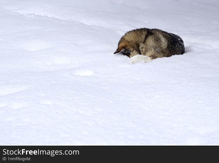 a gray dog in a winter forest lies in a snowdrift