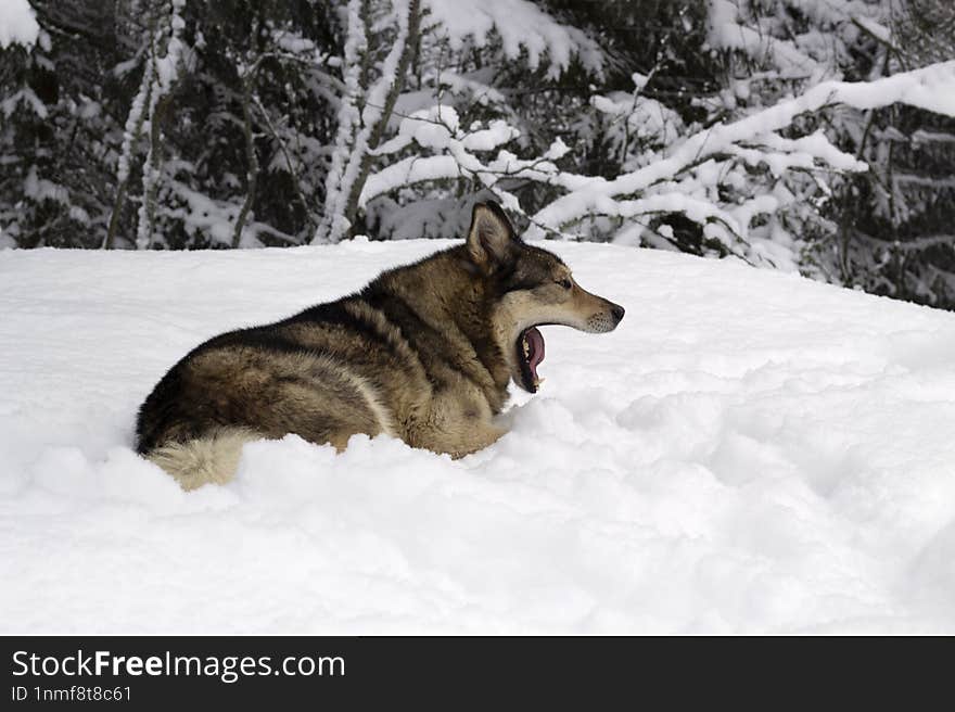 a gray dog in a winter forest lies in a snowdrift and yawns