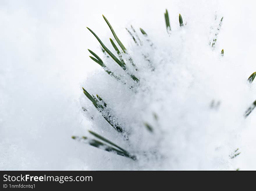 Fluffy Pine Branch In The Snow