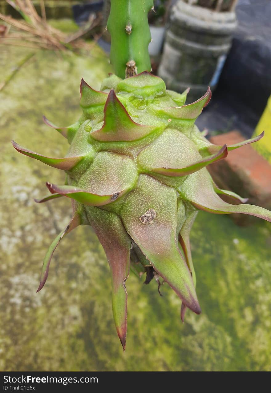 Dragonfruit is a cactus that needs heat and humidity to grow. It produces a large, bright white flower that attracts bats for pollination. Once pollinated, the dragonfruit grows at the base of the flower. The flower fades as the fruit grows. Dragonfruit is a cactus that needs heat and humidity to grow. It produces a large, bright white flower that attracts bats for pollination. Once pollinated, the dragonfruit grows at the base of the flower. The flower fades as the fruit grows.