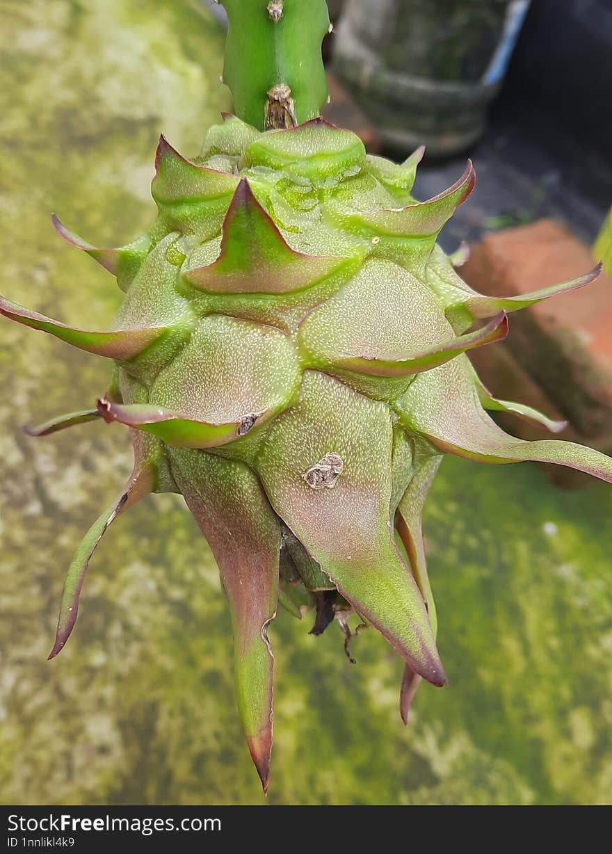 Dragonfruit is a cactus that needs heat and humidity to grow. It produces a large, bright white flower that attracts bats for pollination. Once pollinated, the dragonfruit grows at the base of the flower. The flower fades as the fruit grows. Dragonfruit is a cactus that needs heat and humidity to grow. It produces a large, bright white flower that attracts bats for pollination. Once pollinated, the dragonfruit grows at the base of the flower. The flower fades as the fruit grows.