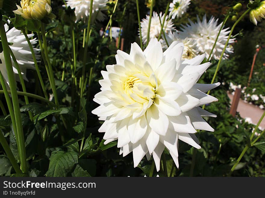 Ice Princess is a tall variety of semi-cactus dahlias with beautiful white flowers.