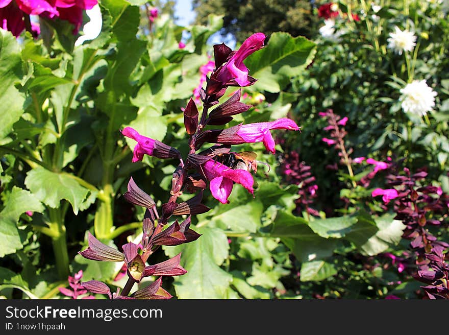 A Type Of Plant From The Genus Sage, A Bee Collects Nectar.