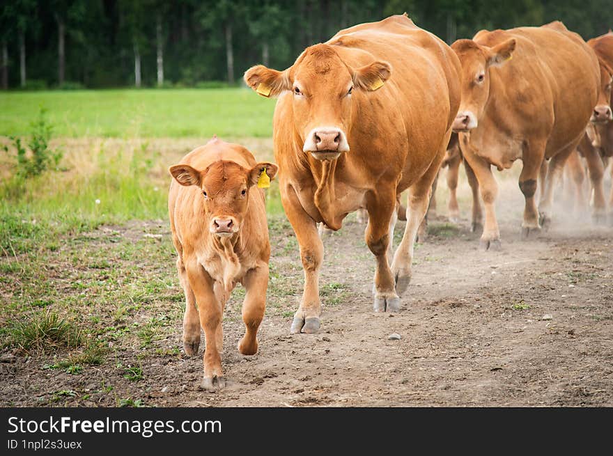 Red Limousin Cow And Calf Walking