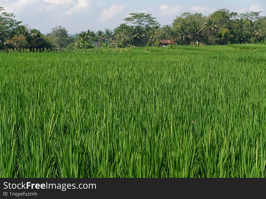 rice plants in green rice fields