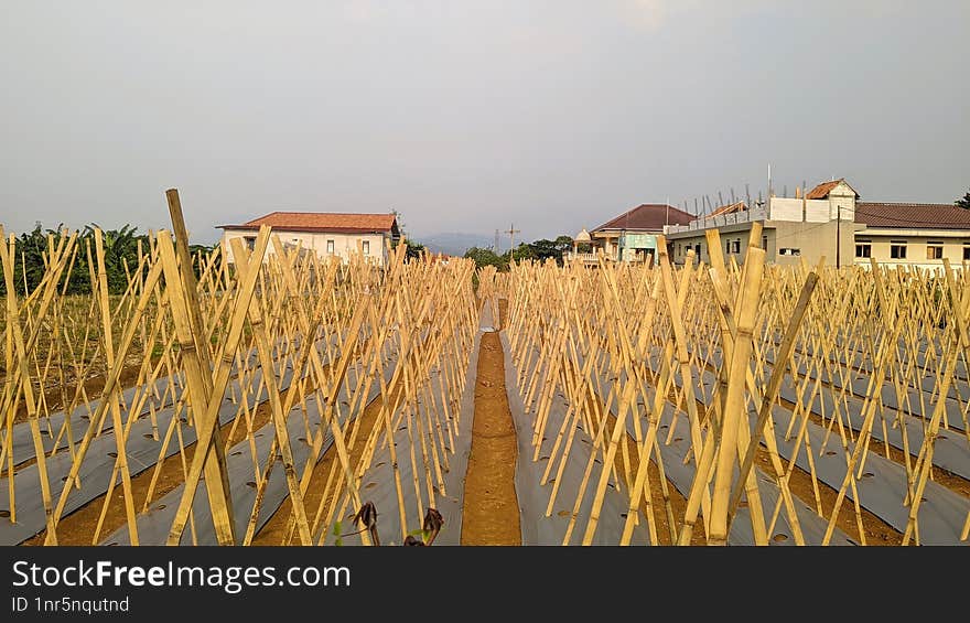 A field of crops supported by a grid of bamboo poles. The poles are arranged in neat rows, creating a geometric pattern. Houses can be seen in the distant background.