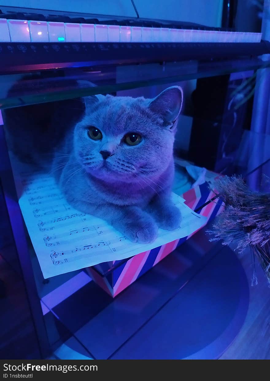 Cat Sits Under Synthesizer New Year