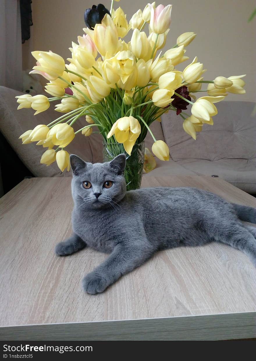 A Blue British Cat Kitten Lies On A Table Next To A Vase With Yellow Tulips