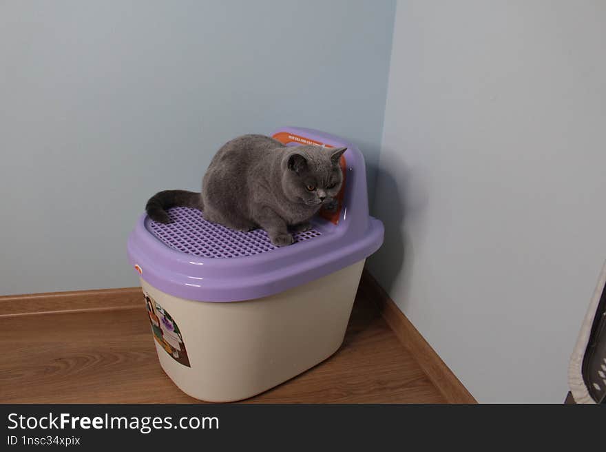 British Cat Sits On Toilet House With Top Hatch