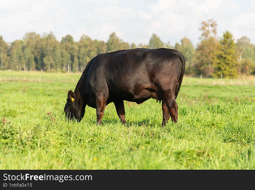 Black Angus Cow Grazing On Meadow