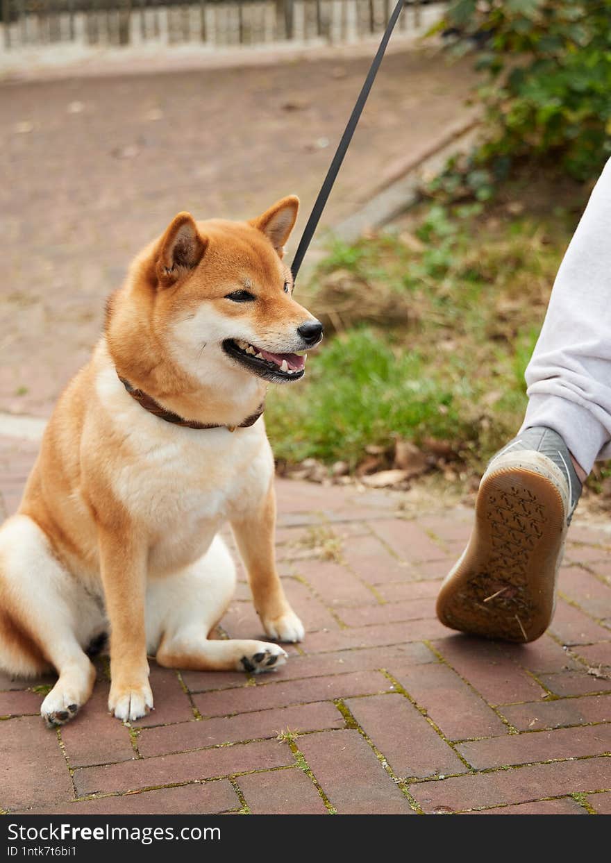 shiba inu dog sit outside