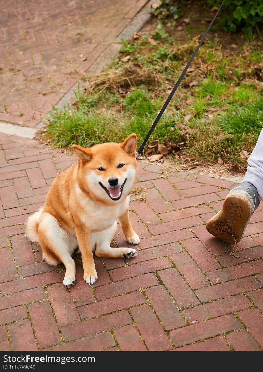 japanese breed shiba inu walk outdoor smiling