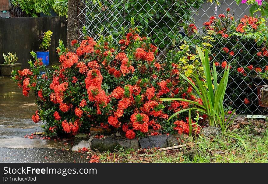 A red Jungle Flame flower bush. This tropical plant is famous for its bright bunches of flowers, usually in red, orange, or yellow