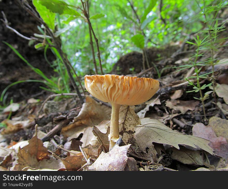 Meadow Waxcap & X28 Cuphophyllus Pratensis& X29