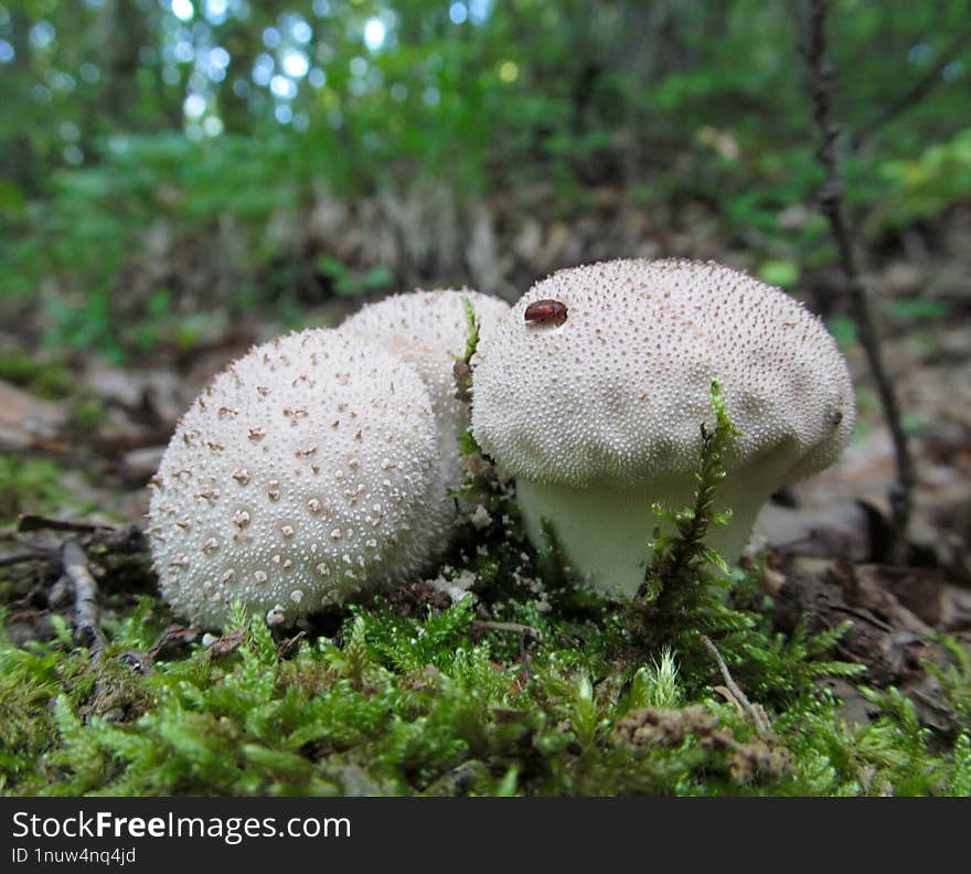 Flaschenbovist - Lycoperdon perlatum, found in a mixed forest on sandy ground