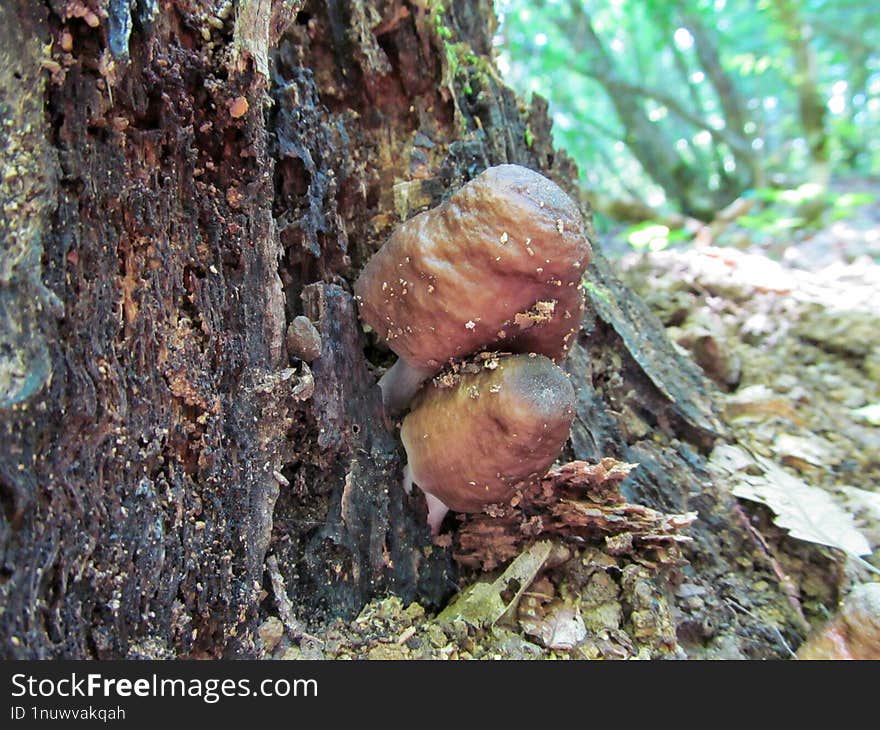 Pop-up mushroom - We�ve received a lot of rain over the last two weeks. On Wednesday when I got home and was making my rounds thro