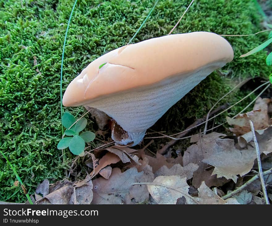 Ganoderma - Ganoderma is a genus of polypore fungi in the family Ganodermataceae that includes about 80 species, many from tropica