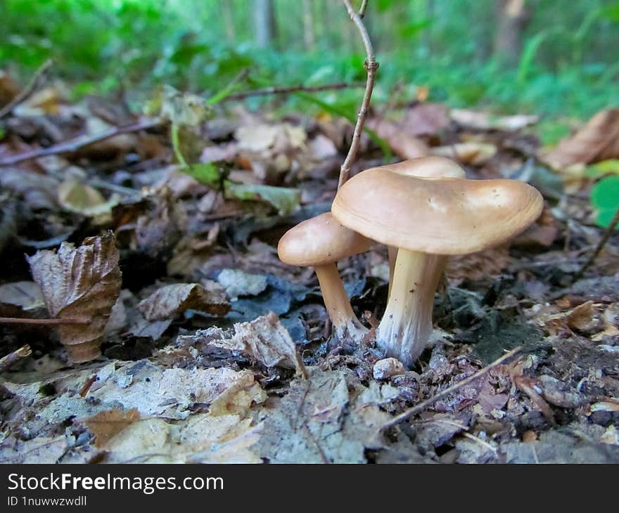 Melanoleuca cognata - Melanoleuca cognata, commonly known as the spring cavalier, is an edible species of agaric fungus. It is fou