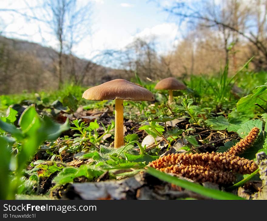 Mushroom, Ground, Fungi Image - Mushroom, Ground, Fungi Image