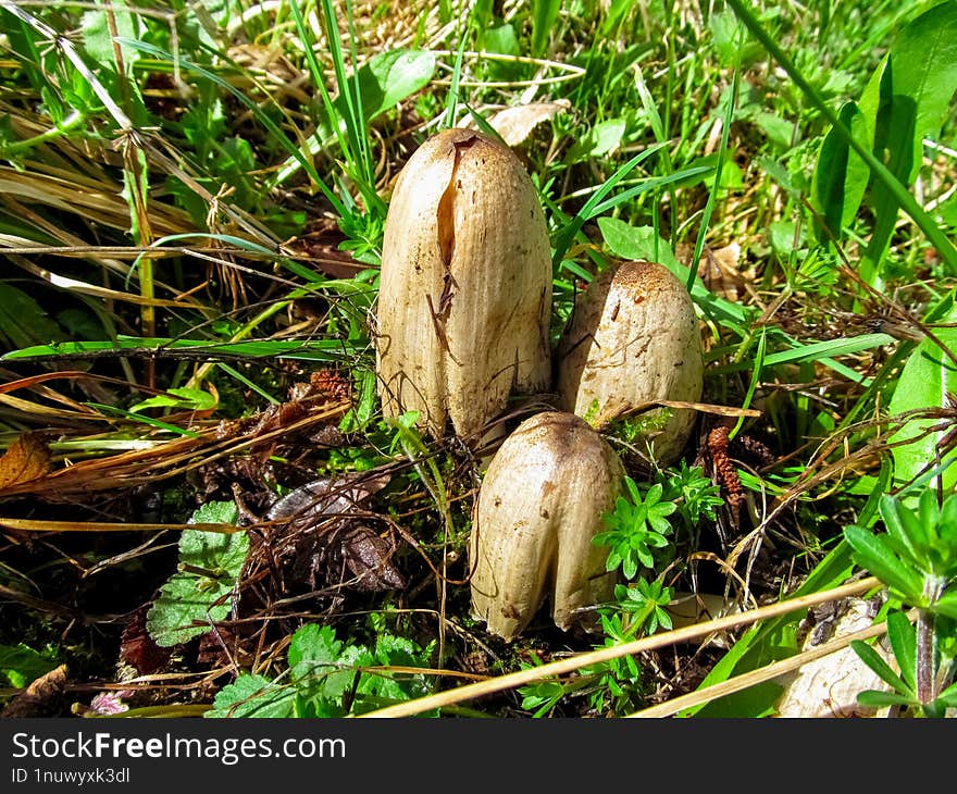 A Common Fungus Of Deciduous Woodlands, The Common Inkcap Is Greyish With A Tan Coloured Tip To The Cap. As It Ages The Cap Flatte