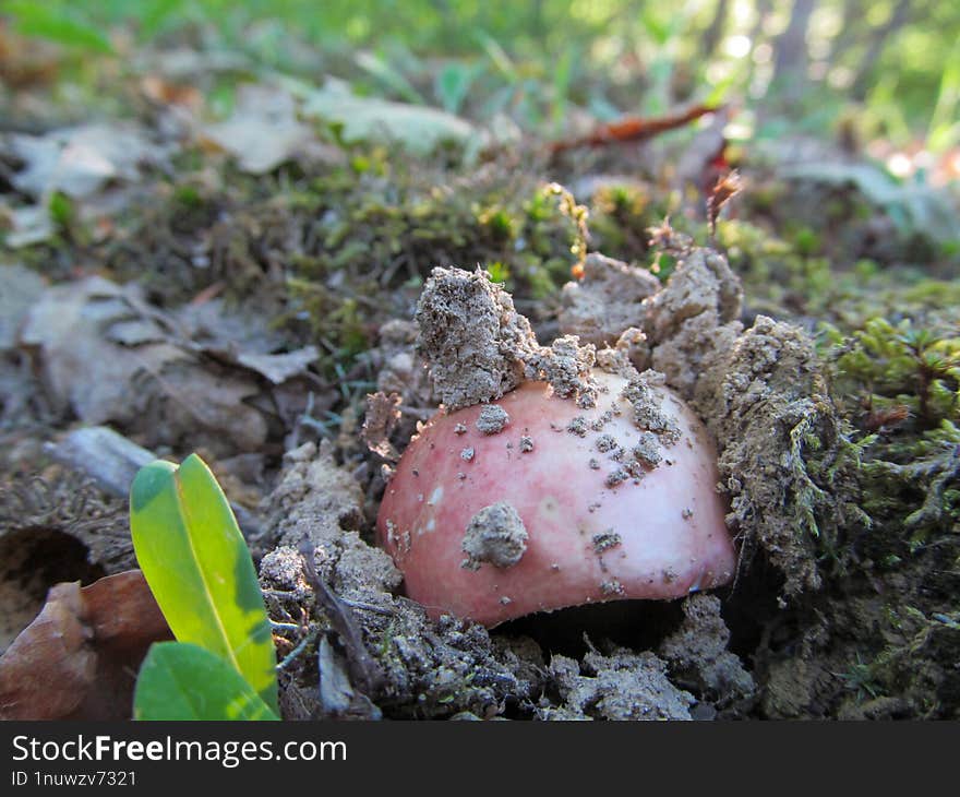 Russula pseudointegra - Russula pseudointegra is an inedible, quite rare mushroom of the genus Russula, with a similar habitat and