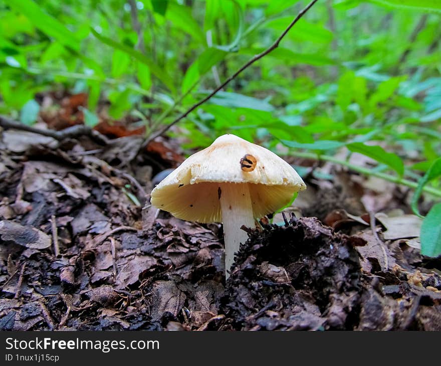 Inocybe Fibrosoides - Inocybe Is A Large Genus Of Mushroom-forming Fungi With Over 1400 Species, Including All Forms And Varieties