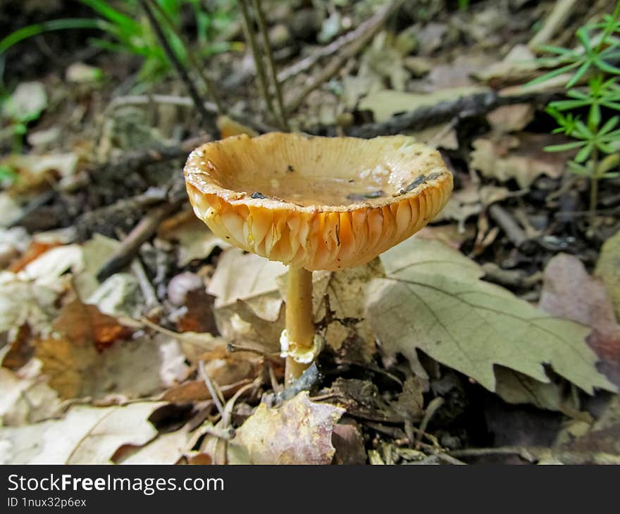 Ochraceous Slender Caesar Amanita ochracea