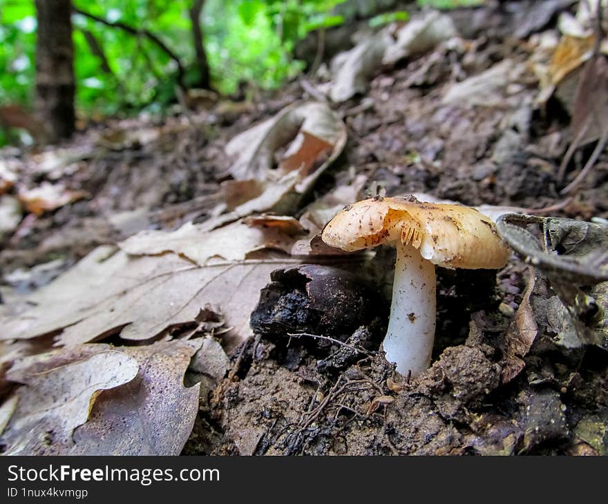 Russula ochroleuca - Russula ochroleuca is a member of the genus Russula. A group that have become known as brittlegills. It has b