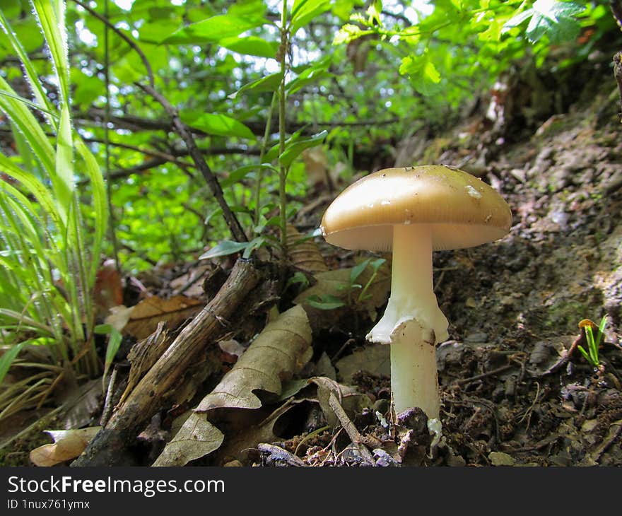 Amanita Phalloides - Amanita Phalloides, Commonly Known As The Death Cap, Is A Deadly Poisonous Basidiomycete Fungus, One Of Many