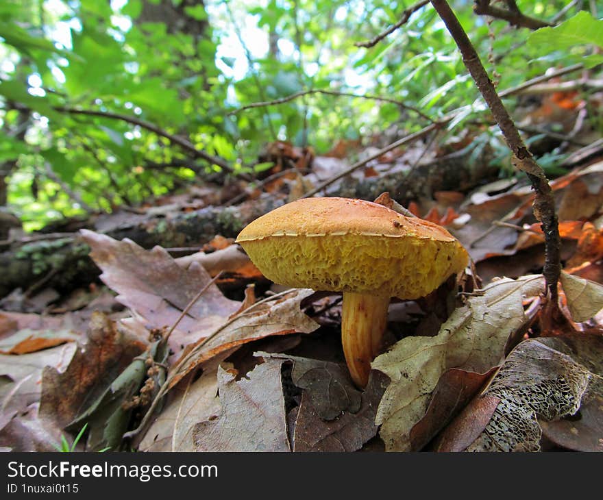 Aureoboletus flaviporus - Aureoboletus flaviporus, commonly known as the viscid bolete, is a species of bolete fungus found in wes