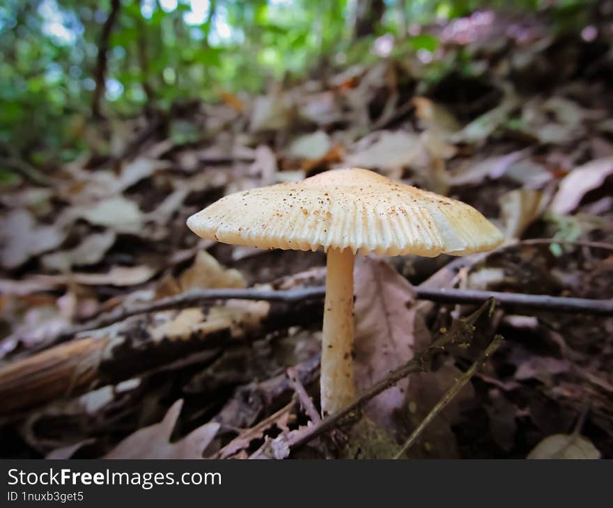 Amanita Battarrae - Kaliwatan Sa Uhong Ang Amanita Battarrae. Sakop Sa Ka-ulo Nga Basidiomycota, Ug Una Ning Gihulagway Ni Jean Lo