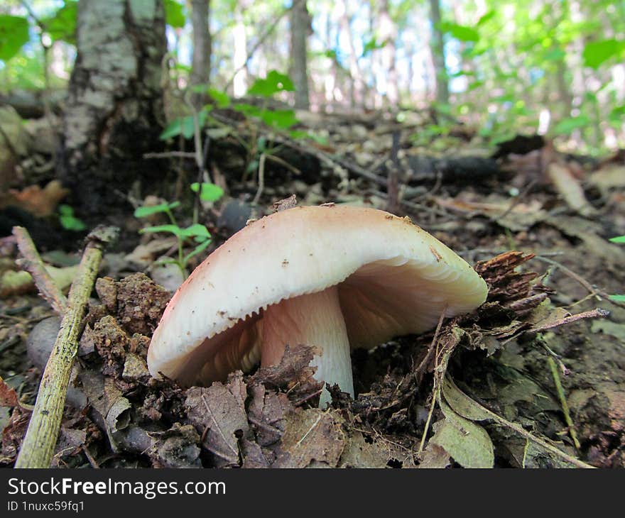 The Flirt Fungus - Russula Vesca