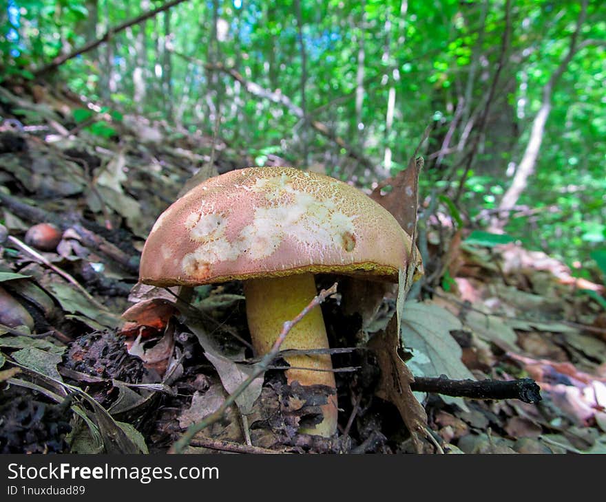 Butyriboletus fechtneri - Butyriboletus fechtneri is a basidiomycete fungus in the family Boletaceae. It was formerly regarded as