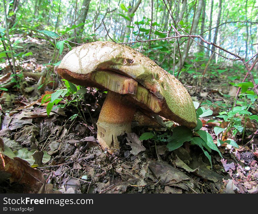 Boletus Ferrugineus - Kaliwatan Sa Uhong Ang Boletus Ferrugineus. Sakop Sa Ka-ulo Nga Basidiomycota, Ug Una Ning Gihulagway Ni Sch