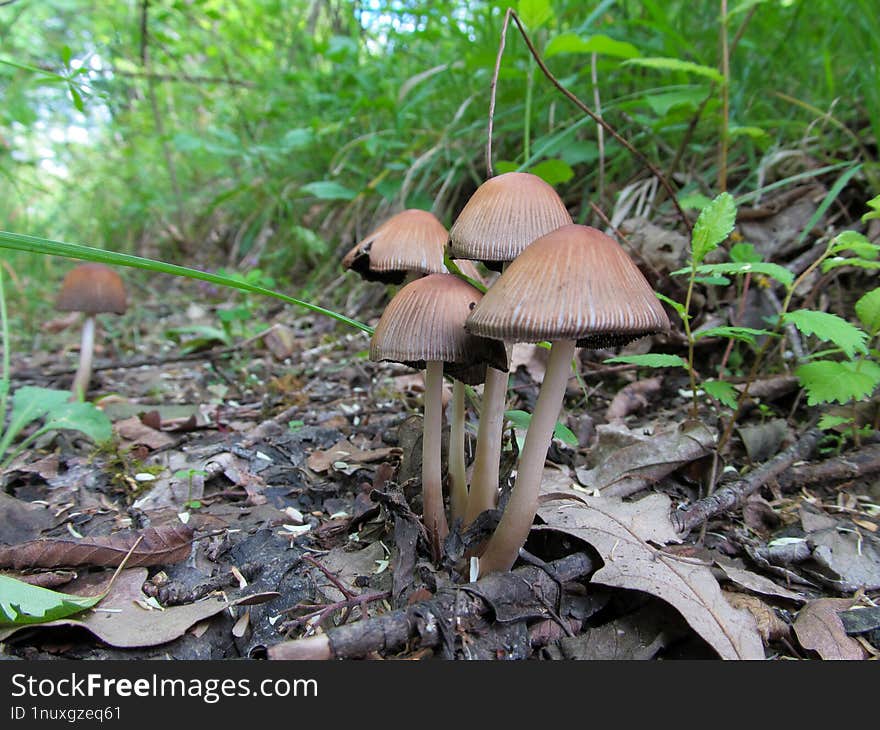 Parasola auricoma - An Parasola auricoma in uska species han Fungi in nahilalakip ha divisio nga Basidiomycota, ngan nga syahan gi