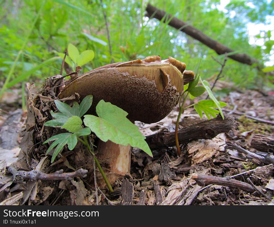 Xanthoconium Affine  - Xanthoconium Affine Is An Edible Species Of Bolete Fungus Of The Genus Xanthoconium. First Described As A S