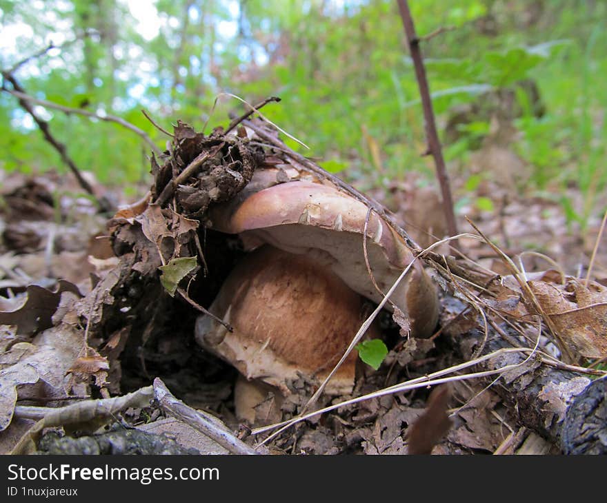 Boletus rex-veris - Boletus rex-veris, commonly known as the spring king bolete, is a basidiomycete fungus of the genus Boletus found in western North America